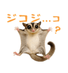 伝えたいフクモモ（個別スタンプ：19）