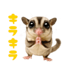 伝えたいフクモモ（個別スタンプ：37）
