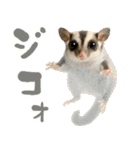 伝えたいフクモモ（個別スタンプ：39）