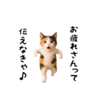 エッホエッホ猫（関西弁）（個別スタンプ：1）
