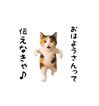 エッホエッホ猫（関西弁）（個別スタンプ：3）