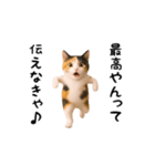 エッホエッホ猫（関西弁）（個別スタンプ：9）