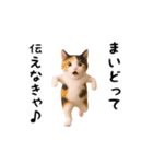 エッホエッホ猫（関西弁）（個別スタンプ：13）