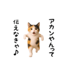 エッホエッホ猫（関西弁）（個別スタンプ：15）