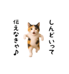 エッホエッホ猫（関西弁）（個別スタンプ：16）