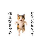 エッホエッホ猫（関西弁）（個別スタンプ：19）