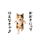 エッホエッホ猫（関西弁）（個別スタンプ：20）