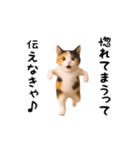 エッホエッホ猫（関西弁）（個別スタンプ：21）