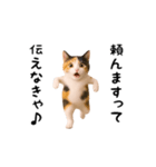 エッホエッホ猫（関西弁）（個別スタンプ：23）