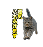 ご縁を届けるご縁猫たち（個別スタンプ：1）