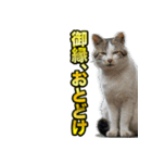 ご縁を届けるご縁猫たち（個別スタンプ：2）