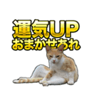 ご縁を届けるご縁猫たち（個別スタンプ：3）