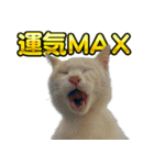 ご縁を届けるご縁猫たち（個別スタンプ：4）
