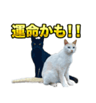 ご縁を届けるご縁猫たち（個別スタンプ：5）