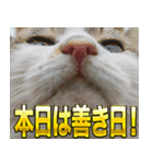 ご縁を届けるご縁猫たち（個別スタンプ：6）