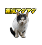 ご縁を届けるご縁猫たち（個別スタンプ：7）