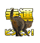 ご縁を届けるご縁猫たち（個別スタンプ：9）