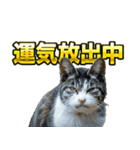 ご縁を届けるご縁猫たち（個別スタンプ：10）