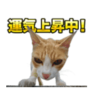 ご縁を届けるご縁猫たち（個別スタンプ：11）