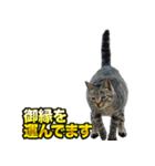 ご縁を届けるご縁猫たち（個別スタンプ：12）