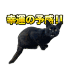 ご縁を届けるご縁猫たち（個別スタンプ：13）