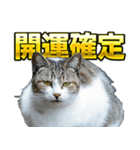 ご縁を届けるご縁猫たち（個別スタンプ：14）