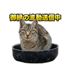 ご縁を届けるご縁猫たち（個別スタンプ：16）