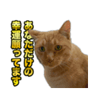 ご縁を届けるご縁猫たち（個別スタンプ：17）
