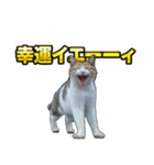 ご縁を届けるご縁猫たち（個別スタンプ：18）