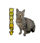 ご縁を届けるご縁猫たち（個別スタンプ：19）