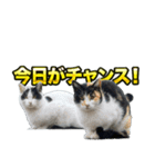 ご縁を届けるご縁猫たち（個別スタンプ：20）