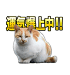 ご縁を届けるご縁猫たち（個別スタンプ：21）