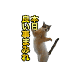 ご縁を届けるご縁猫たち（個別スタンプ：22）