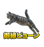 ご縁を届けるご縁猫たち（個別スタンプ：23）