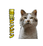 ご縁を届けるご縁猫たち（個別スタンプ：24）