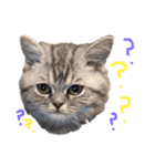 子猫のまいにちまいにち（個別スタンプ：1）