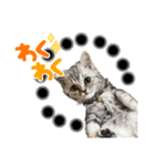子猫のまいにちまいにち（個別スタンプ：3）