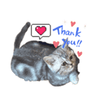 子猫のまいにちまいにち（個別スタンプ：5）