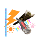 子猫のまいにちまいにち（個別スタンプ：6）