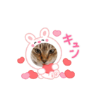 癒されニャンコ（個別スタンプ：3）
