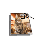 癒されニャンコ（個別スタンプ：4）
