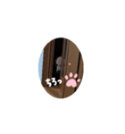 ある日のレオ②（個別スタンプ：1）