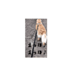 ある日のレオ②（個別スタンプ：5）