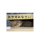 お話上手な猫…蘭丸くん♂と透明感（個別スタンプ：3）