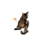 お話上手な猫…蘭丸くん♂と透明感（個別スタンプ：8）