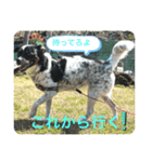 のびのびワンワン2（個別スタンプ：4）