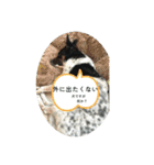 のびのびワンワン2（個別スタンプ：11）