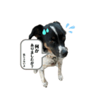 のびのびワンワン2（個別スタンプ：14）
