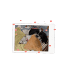 もぷの動くスタンプ②（個別スタンプ：4）