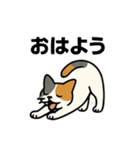 猫のちくちくまるまる（個別スタンプ：1）
